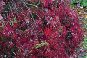 Acer palmatum Waterfall           